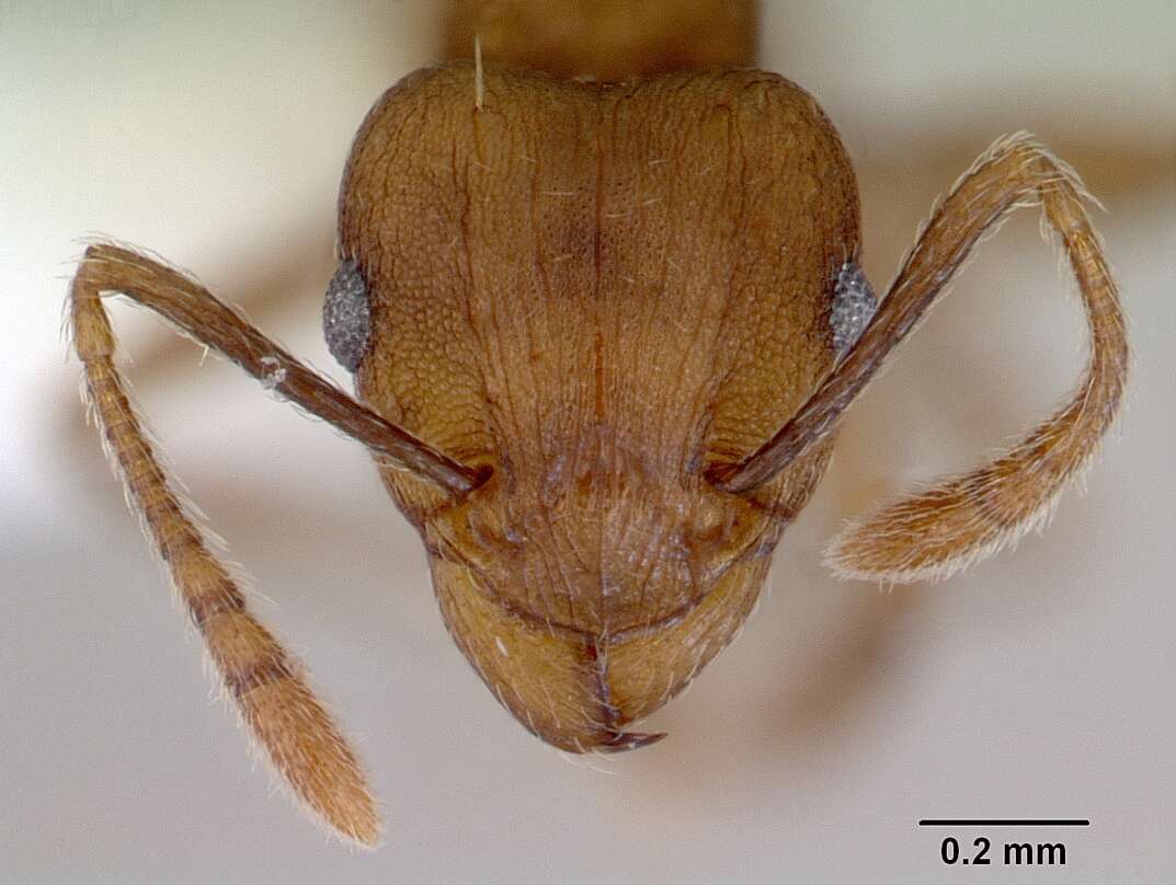 Image of Tetramorium wroughtonii