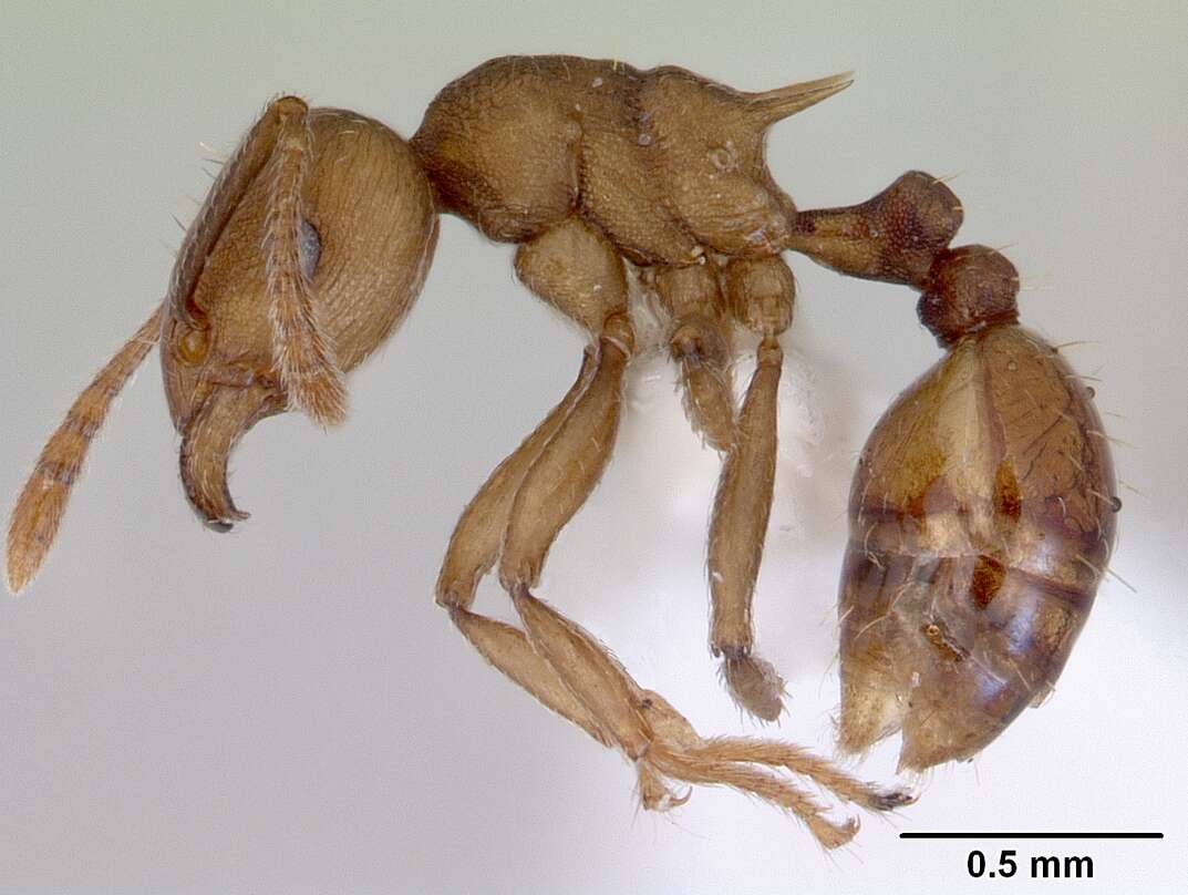 Image of Tetramorium wroughtonii