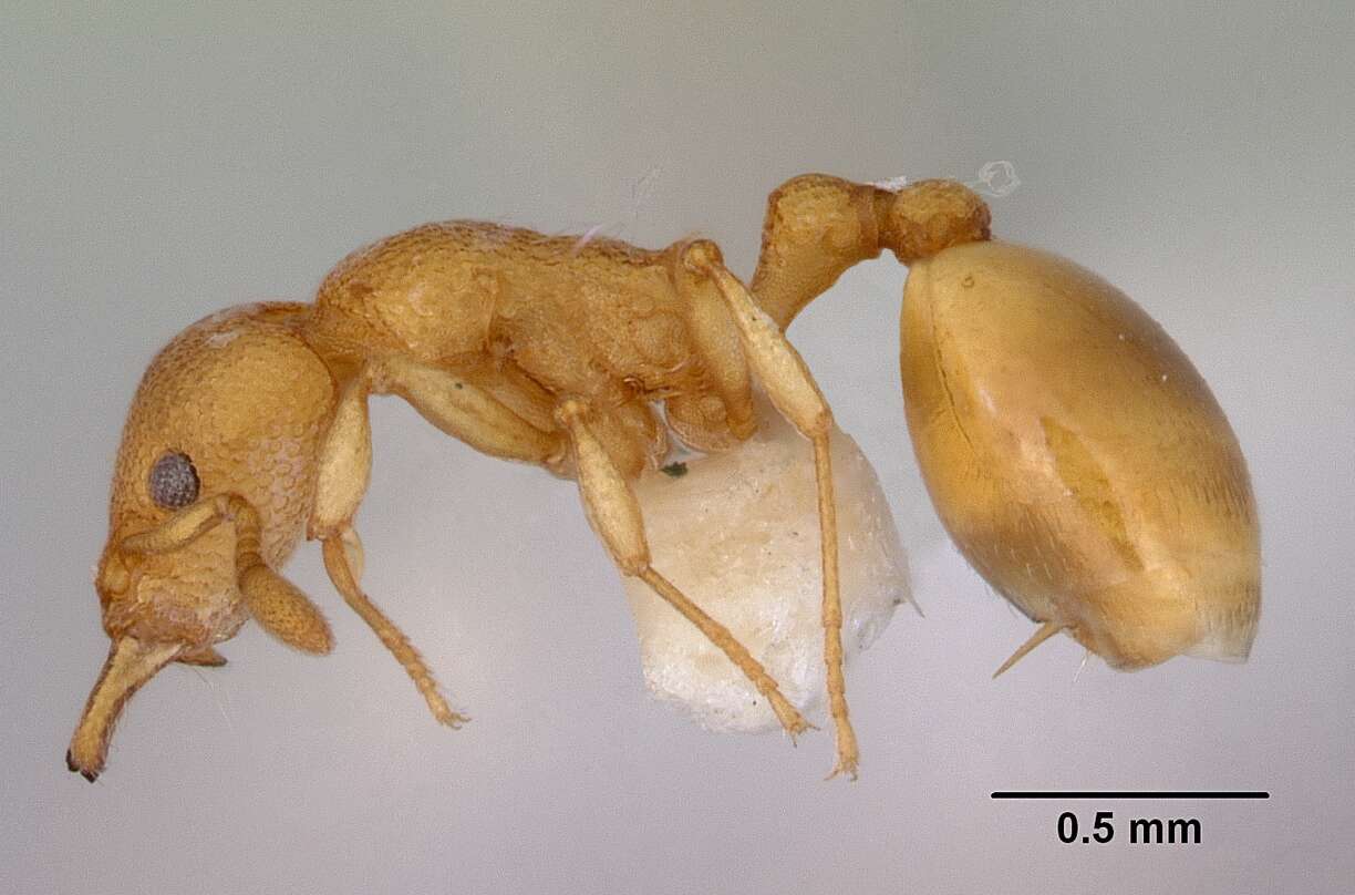 Mesostruma eccentrica Taylor 1973的圖片