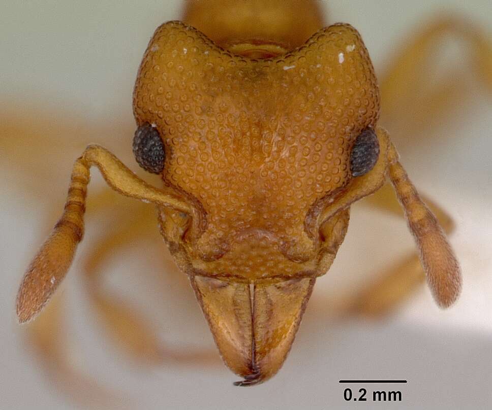 Image of Mesostruma inornata