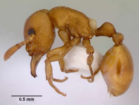 Mesostruma inornata的圖片