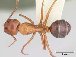 Image of Camponotus castaneus (Latreille 1802)