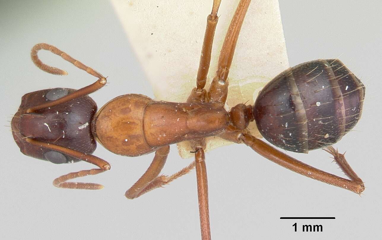 Image of Camponotus castaneus (Latreille 1802)