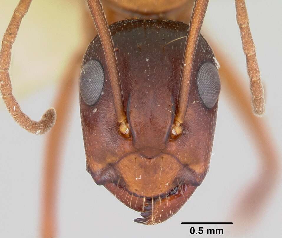 Image of Camponotus castaneus (Latreille 1802)