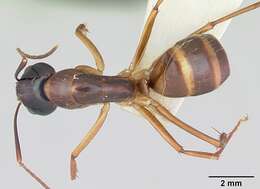 صورة Camponotus americanus Mayr 1862