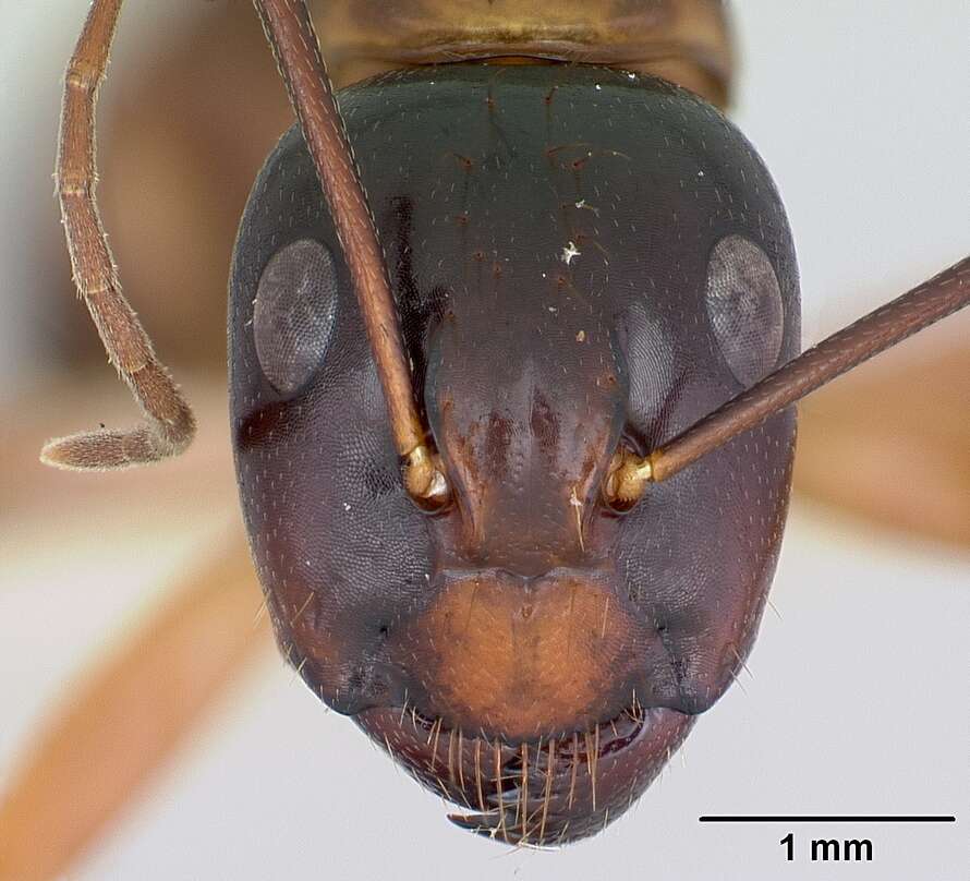 صورة Camponotus americanus Mayr 1862