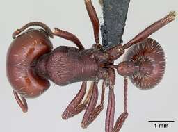 Image of Pogonomyrmex coarctatus Mayr 1868