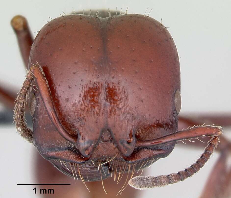 Image of Pogonomyrmex coarctatus Mayr 1868