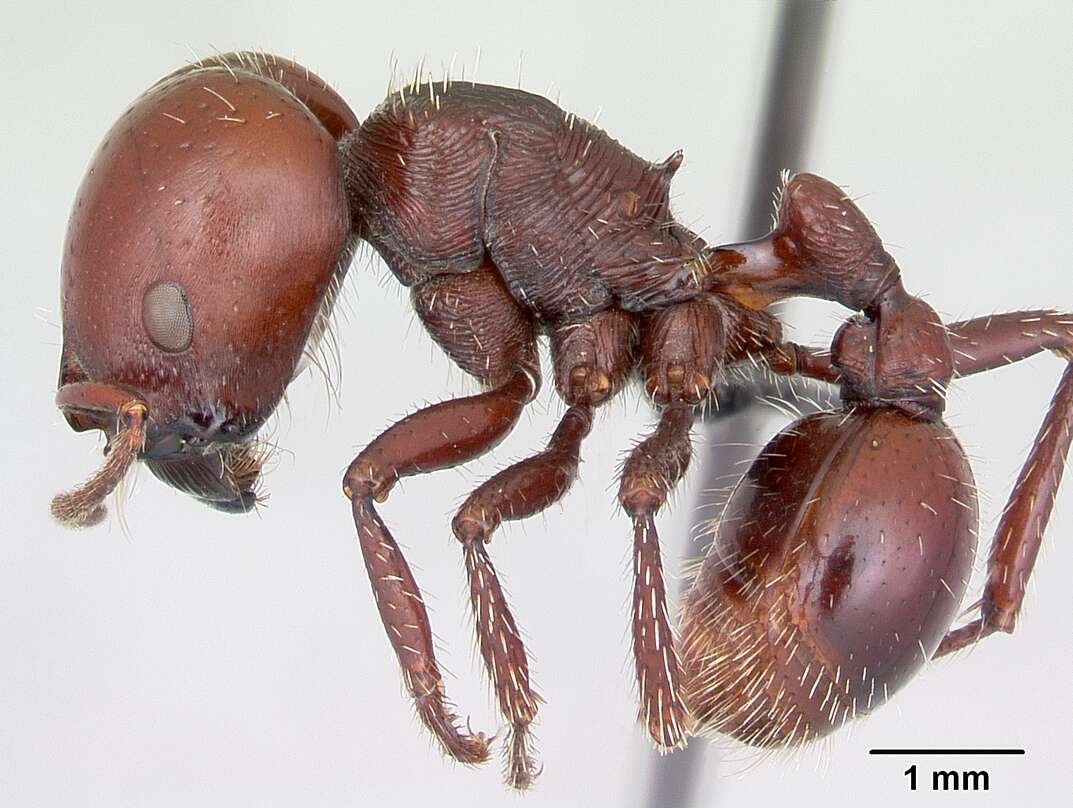 Image of Pogonomyrmex coarctatus Mayr 1868