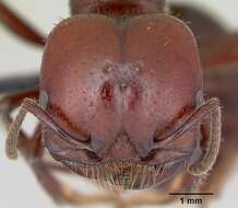 Image of Pogonomyrmex coarctatus Mayr 1868