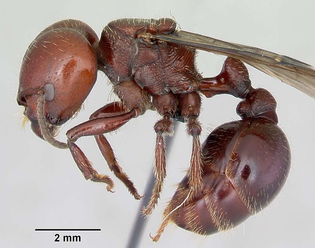 Image of Pogonomyrmex coarctatus Mayr 1868