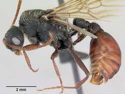 Image of Pogonomyrmex coarctatus Mayr 1868