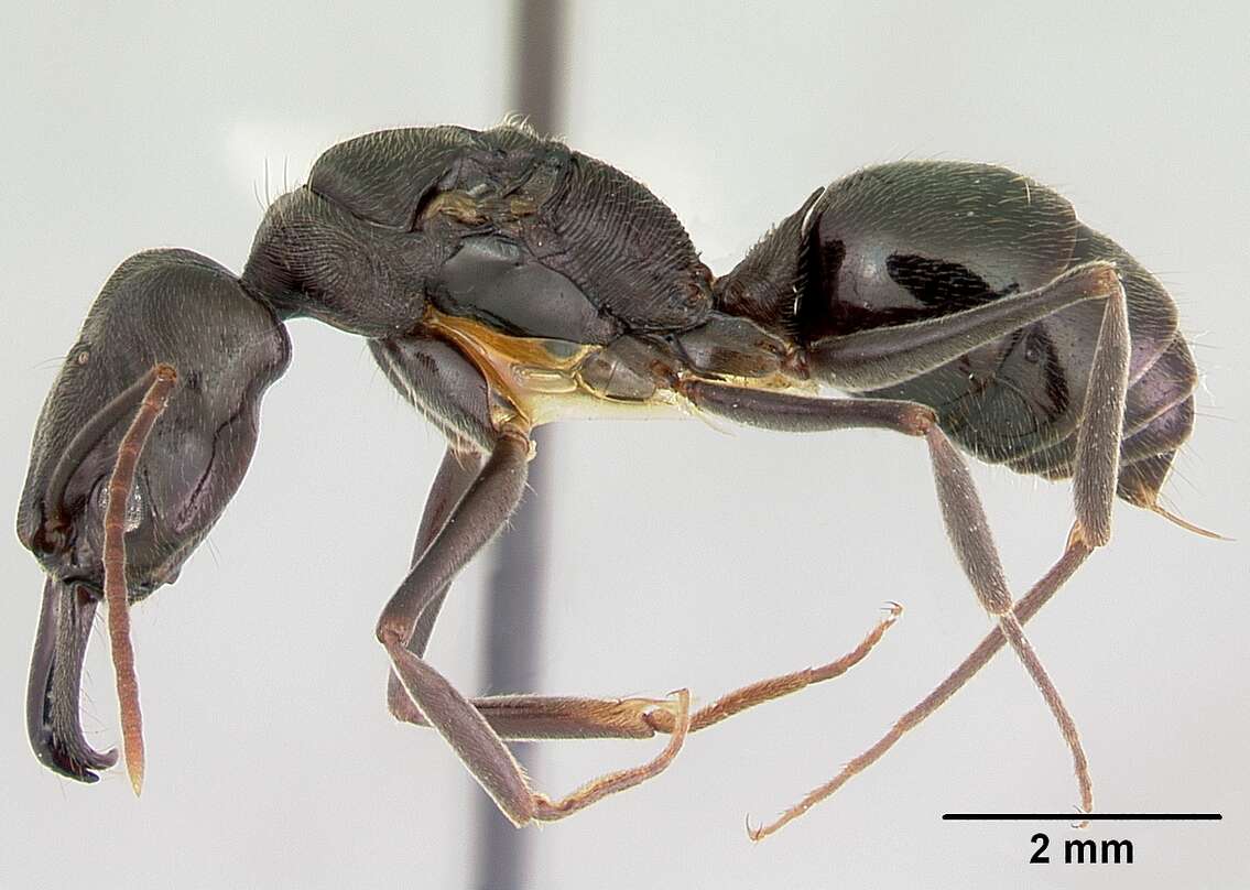 Image of Odontomachus simillimus Smith 1858