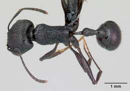 Image de Pogonomyrmex brevibarbis Emery 1906