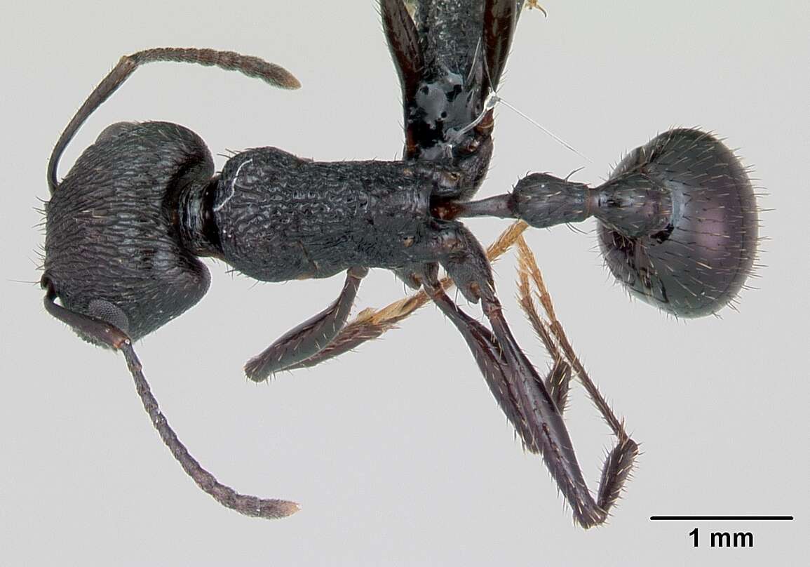 Image of Pogonomyrmex brevibarbis Emery 1906