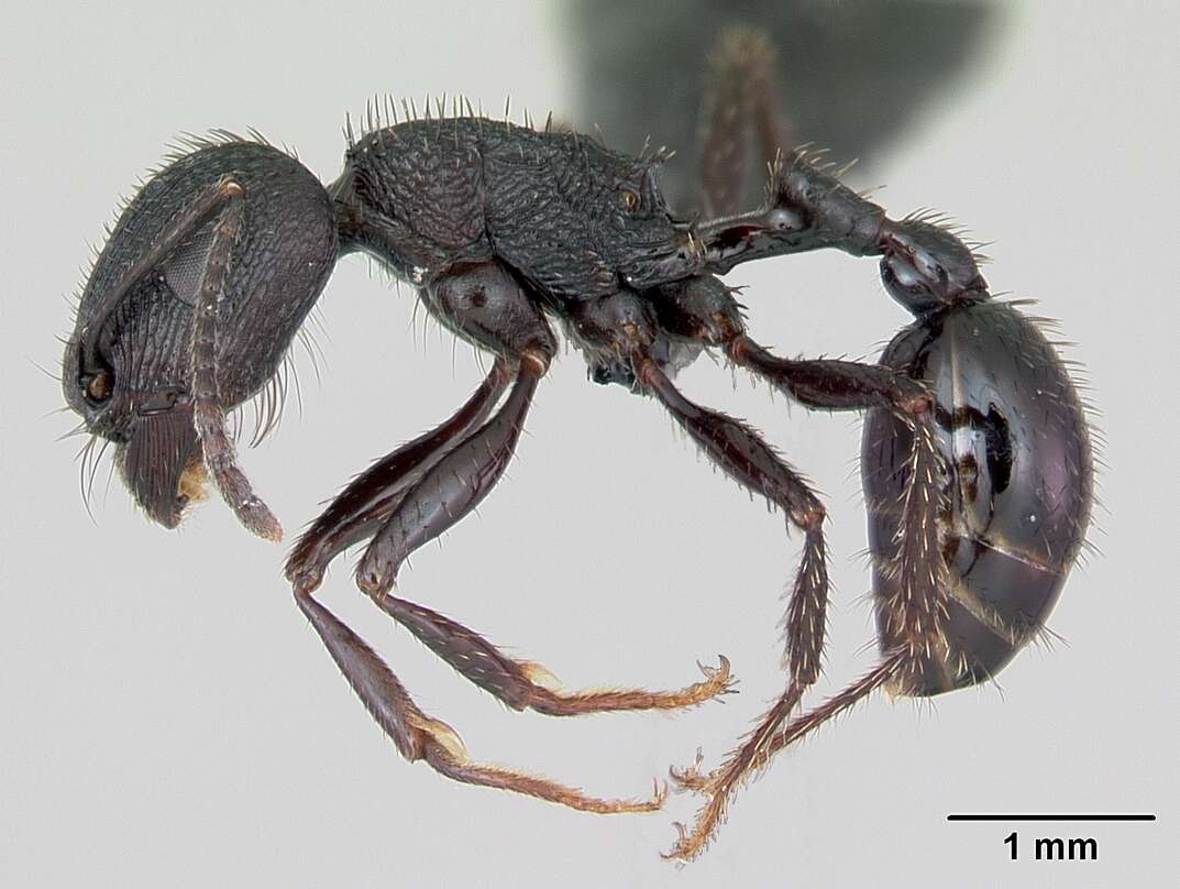 Image de Pogonomyrmex brevibarbis Emery 1906