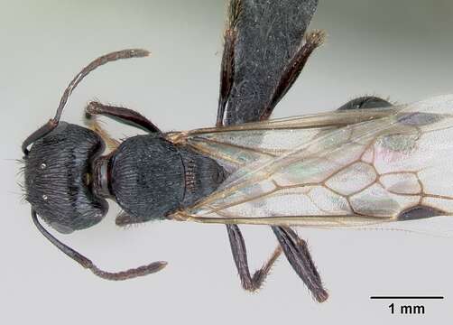 Image of Pogonomyrmex brevibarbis Emery 1906