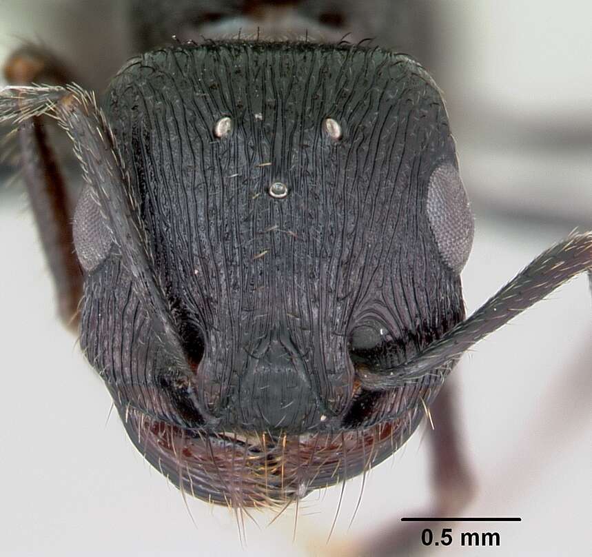 Image de Pogonomyrmex brevibarbis Emery 1906