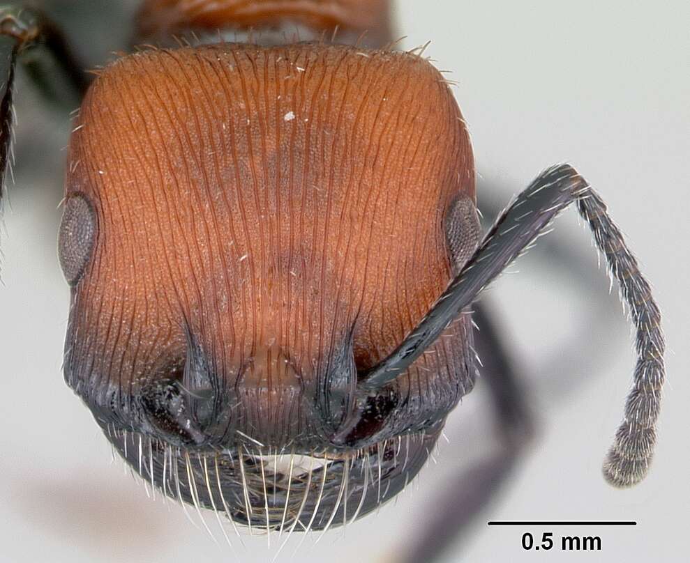 Pogonomyrmex rastratus Mayr 1868 resmi