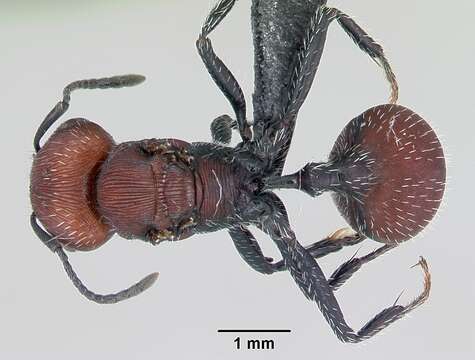 Imagem de Pogonomyrmex rastratus Mayr 1868