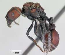 Pogonomyrmex rastratus Mayr 1868 resmi