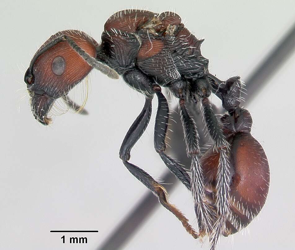 Pogonomyrmex rastratus Mayr 1868 resmi