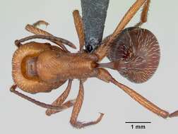 Imagem de <i>Pogonomyrmex pencosensis</i>