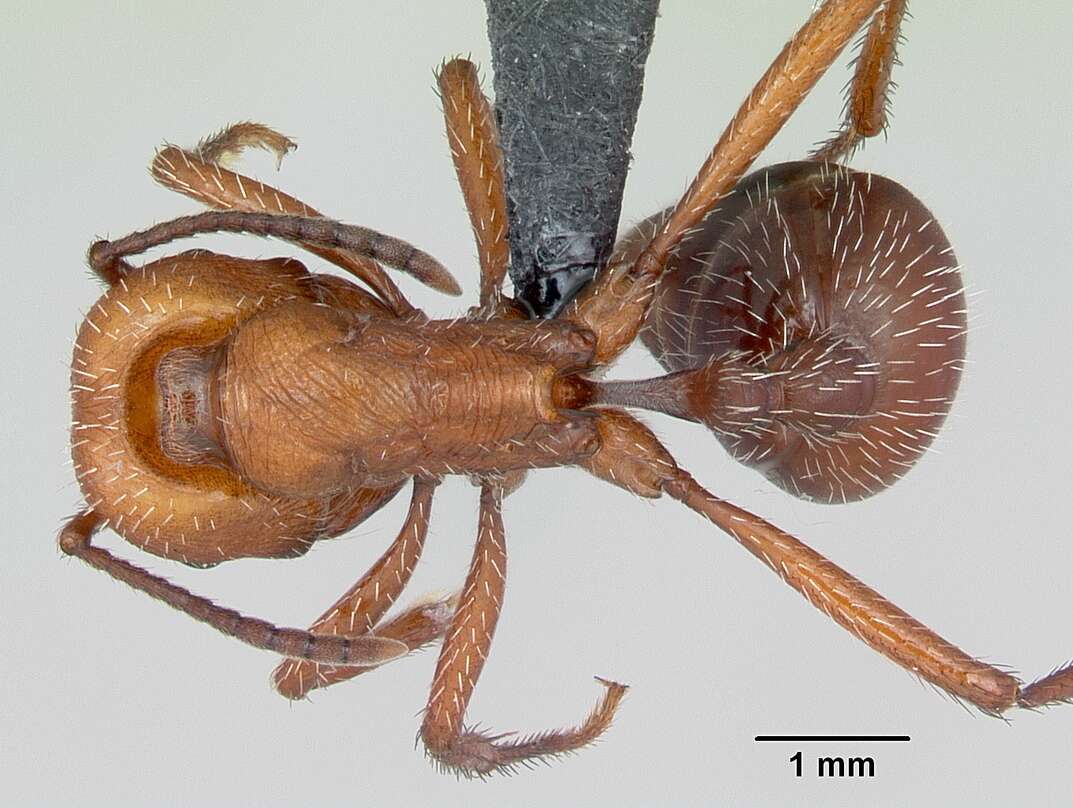 Imagem de <i>Pogonomyrmex pencosensis</i>