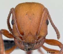 Imagem de <i>Pogonomyrmex pencosensis</i>