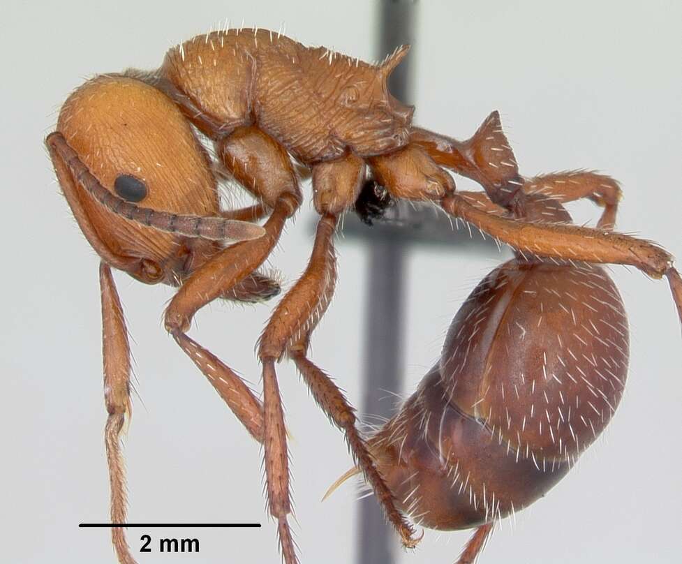 Imagem de <i>Pogonomyrmex pencosensis</i>