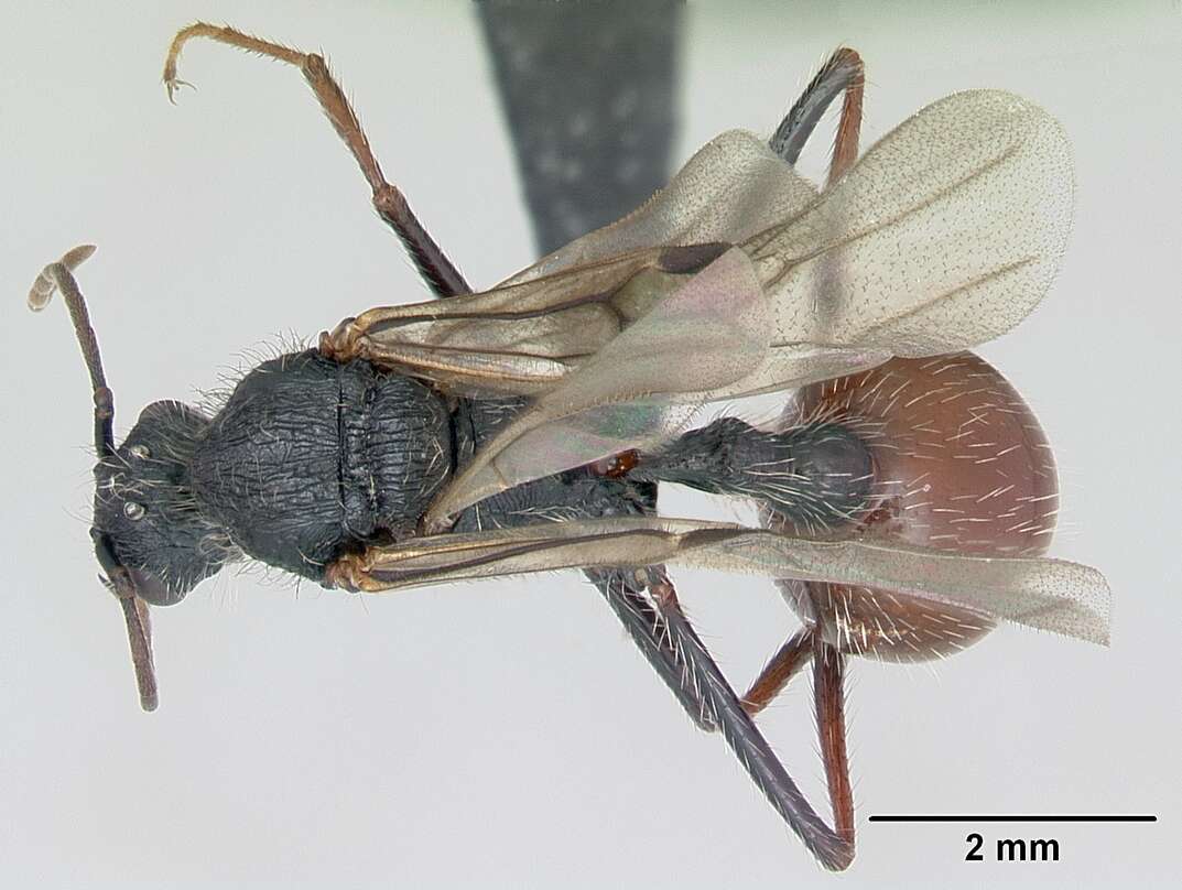 Imagem de <i>Pogonomyrmex pencosensis</i>