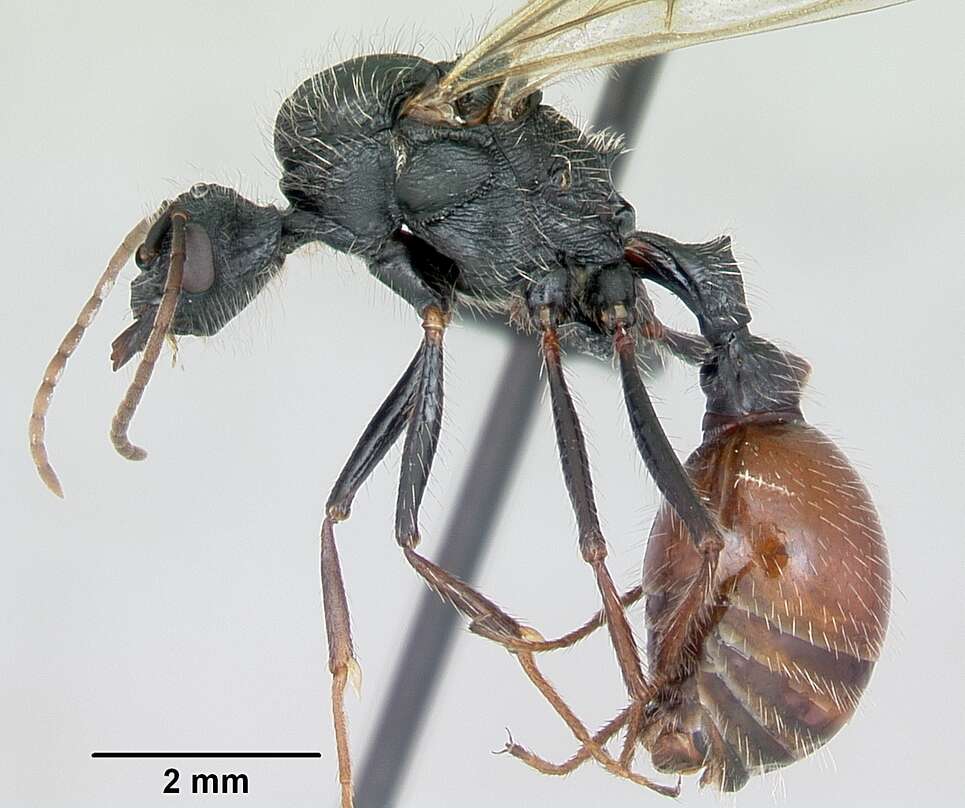 Imagem de <i>Pogonomyrmex pencosensis</i>