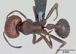 Pogonomyrmex lobatus Santschi 1921 resmi