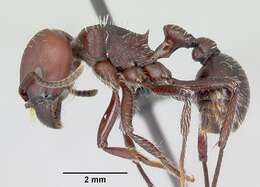 Pogonomyrmex lobatus Santschi 1921 resmi