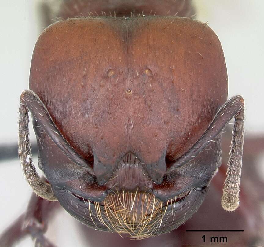 Pogonomyrmex lobatus Santschi 1921 resmi