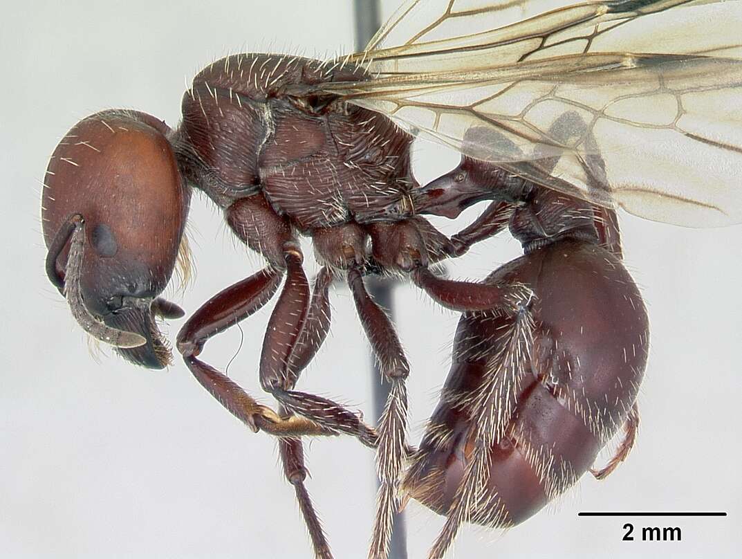 Pogonomyrmex lobatus Santschi 1921 resmi