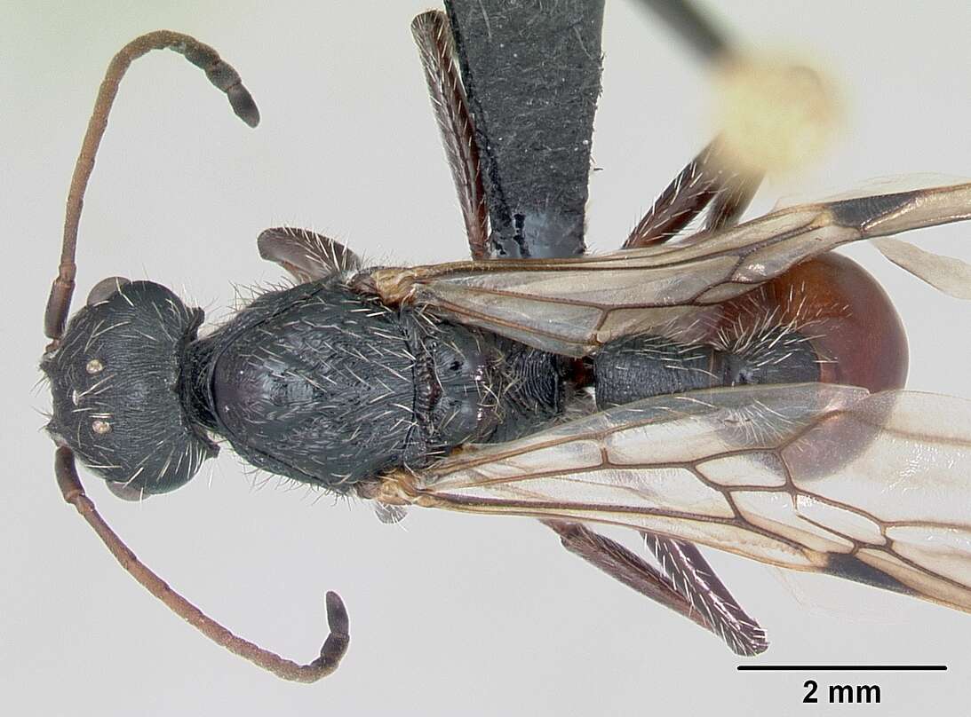 Pogonomyrmex lobatus Santschi 1921 resmi