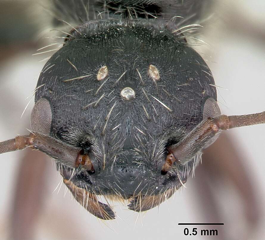 Pogonomyrmex lobatus Santschi 1921 resmi