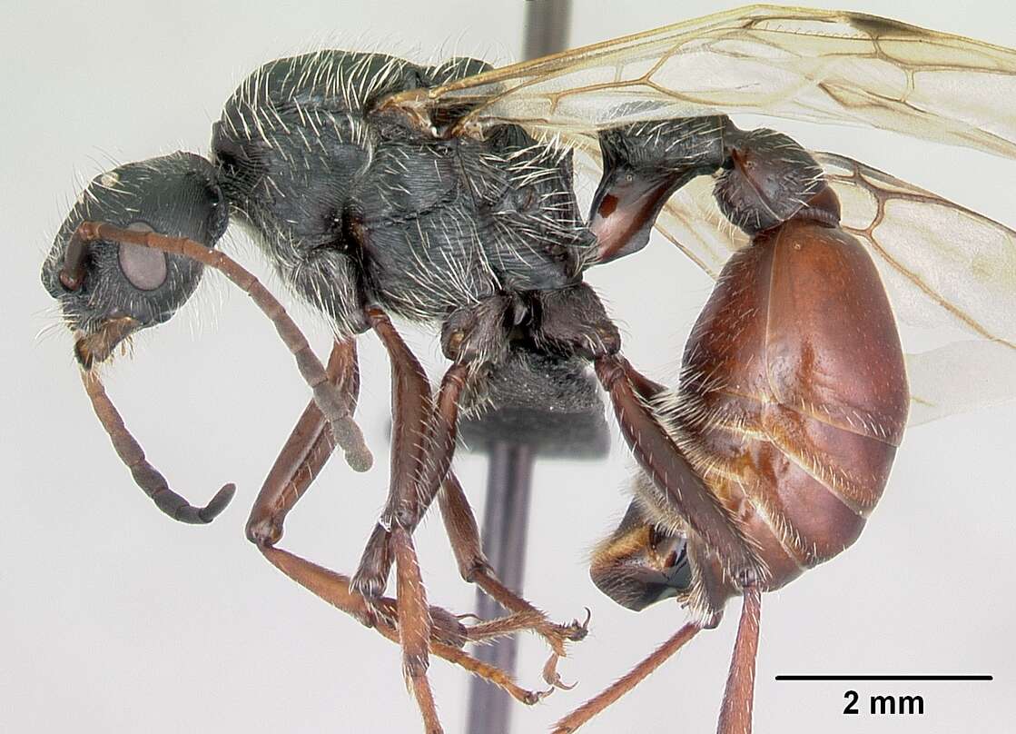 Pogonomyrmex lobatus Santschi 1921 resmi