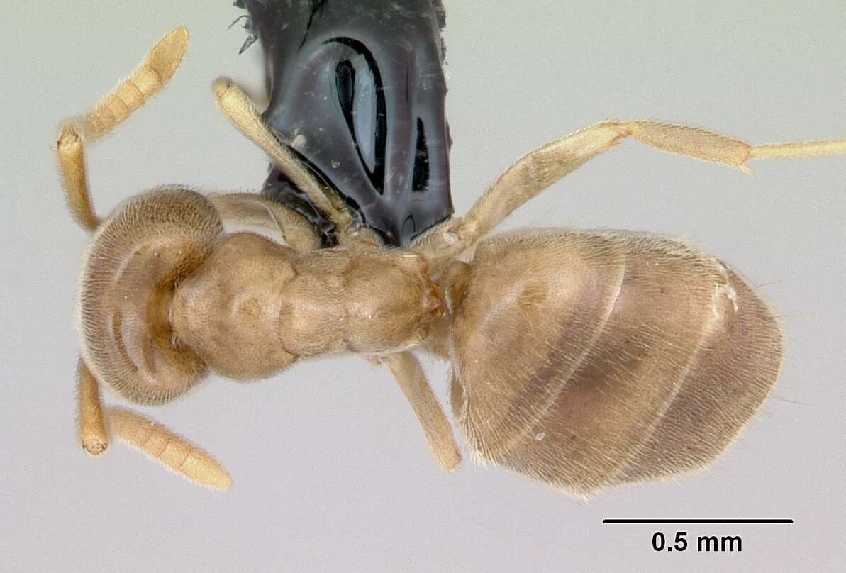 Image de Bothriomyrmex saundersi Santschi 1922