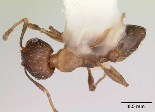 Image of Pheidole wheelerorum MacKay 1988