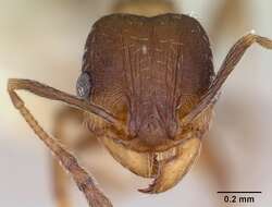 Image of Pheidole wheelerorum MacKay 1988