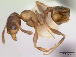 Image of Pheidole wheelerorum MacKay 1988