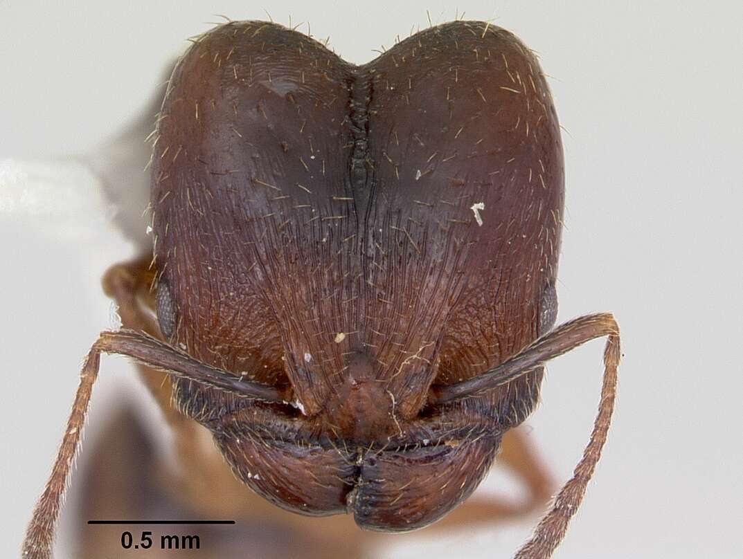 Image of Pheidole wheelerorum MacKay 1988