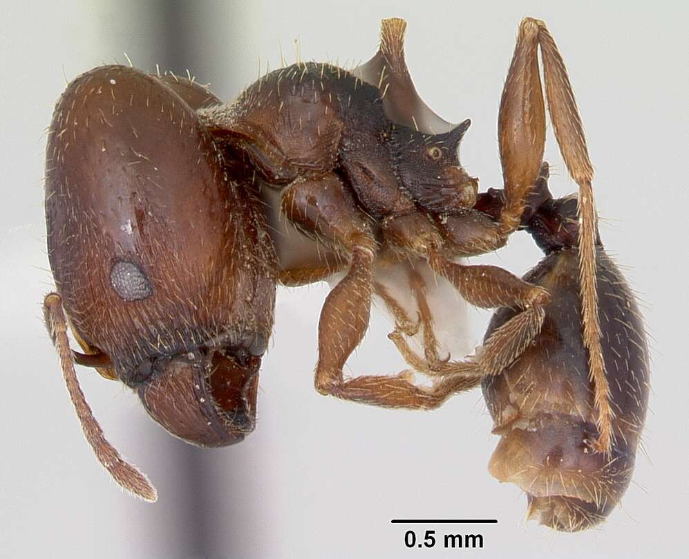 Image of Pheidole wheelerorum MacKay 1988