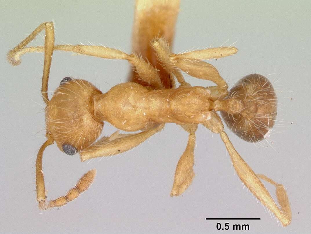 Image of Pheidole