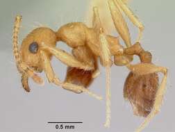 Image of Pheidole