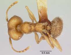 Image of Pheidole