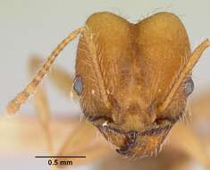 Image of Pheidole