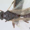 Image of Myrmica rugulosa Nylander 1849